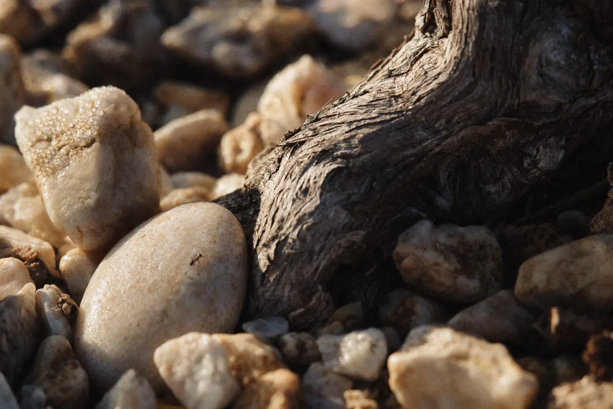 Pale alluvial gravel around the base of a cabernet vine