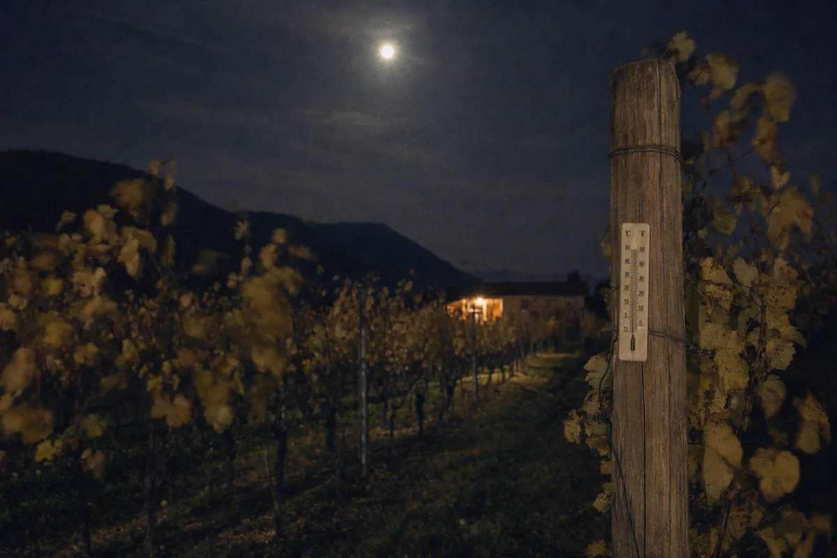 An empty vineyard row at 11pm, lit by a nearly full moon