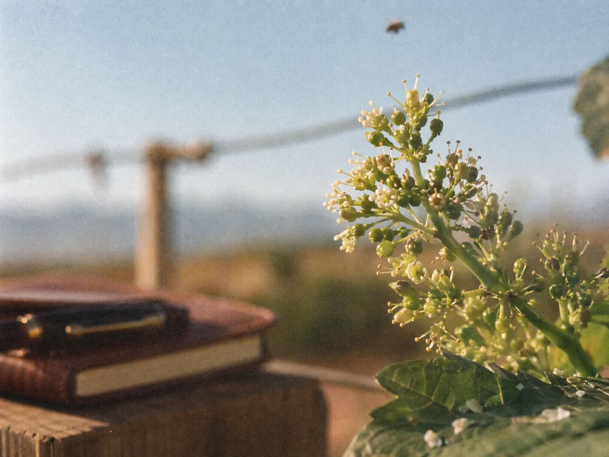 A cabernet inflorescence at flowering, backlit, tiny white caps opening on green berries